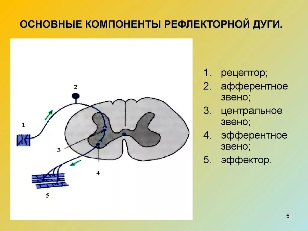 Основные щвкнье рефлекторной Луги. Основные звенья рефлекторной дуги. Компоненты рефлекторной дуги. Основныезвения рефлекторной дуги.