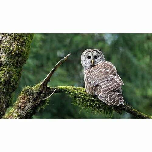 Филин сыч сипуха. Сова поворачивает голову. На сколько градусов поворачивается голова совы. Сова сипуха. Сова поворачивает голову.