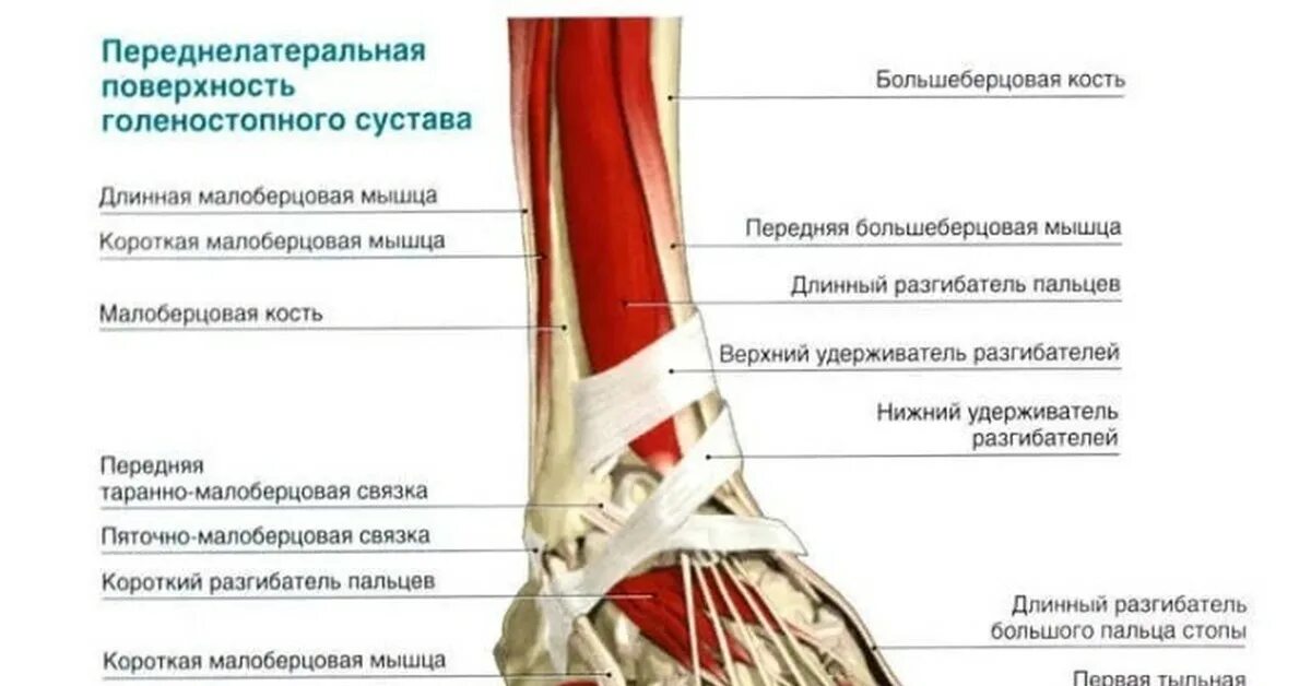 Почему болит голеностопный сустав. Анатомическое строение голеностопного сустава. Движения в голеностопном суставе мышцы. Связки свода стопы анатомия. Малоберцовые сухожилия голеностопного сустава.