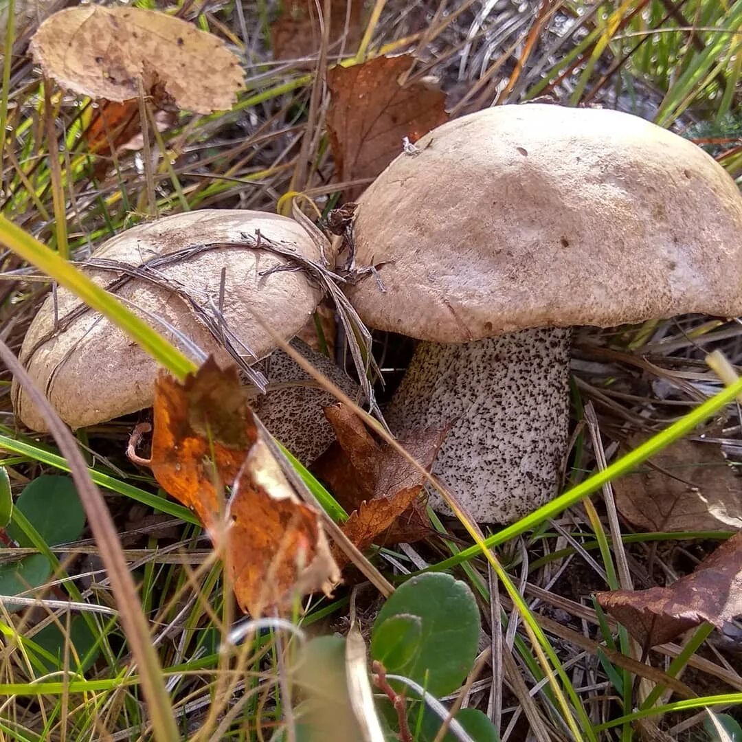 Подберёзовик обыкновенный. Подберезовик болотный Leccinum holopus. Подберезовик болотный ( Léccinum hólopus). Подберезовик твердоватый. Подберезовик пластинчатый