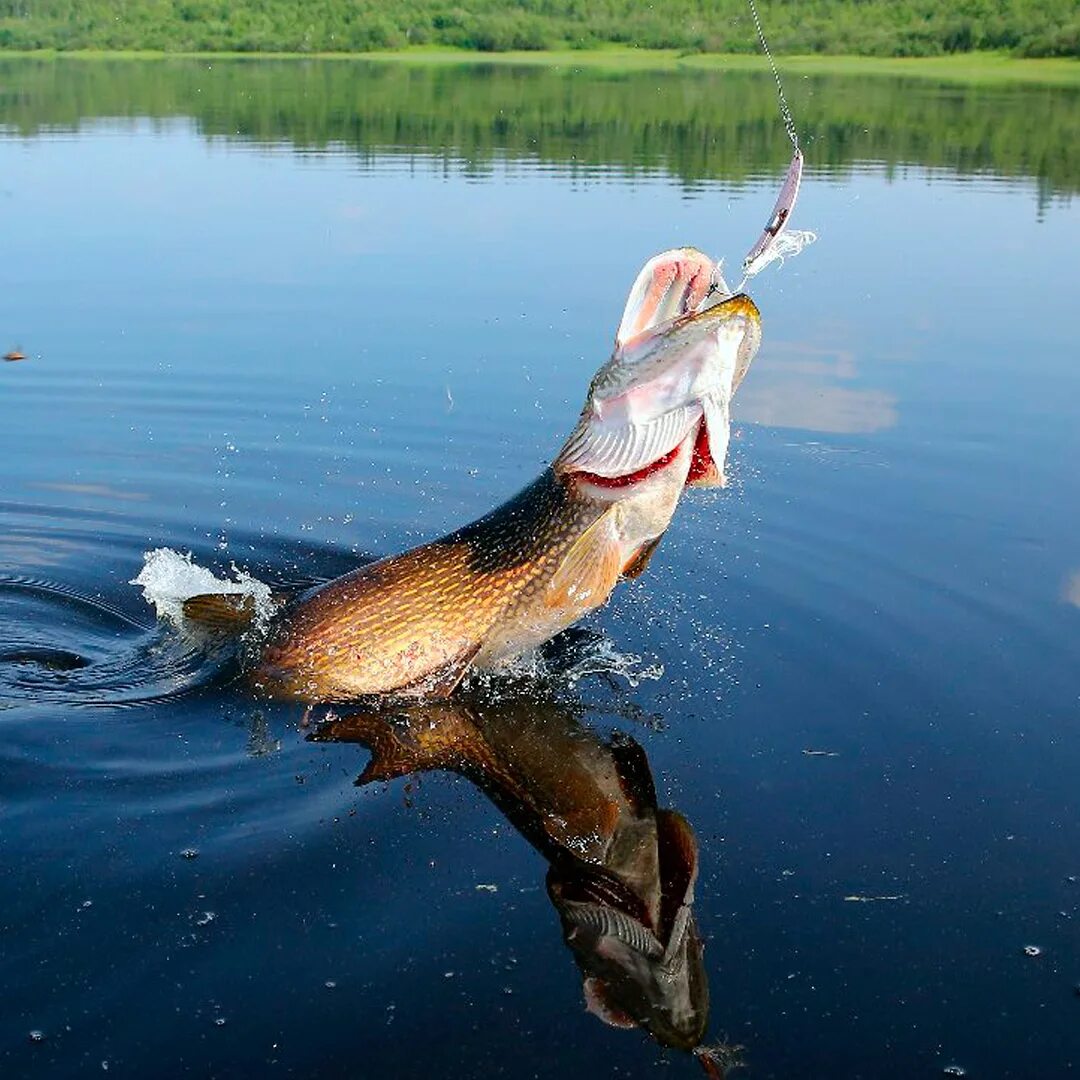 поймал щуку. ловля щуки на спиннинг. рыбалка на щуку. рыба щука. рыбалка на щуку.