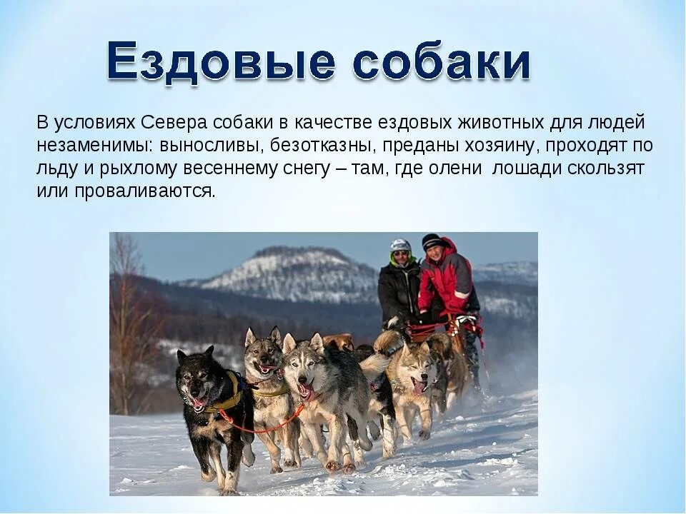 Как собаки служат человеку назови несколько. Ездовые собаки. ездовые собаки презентация. проект про ездовых собак. породы ездовых собак названия.