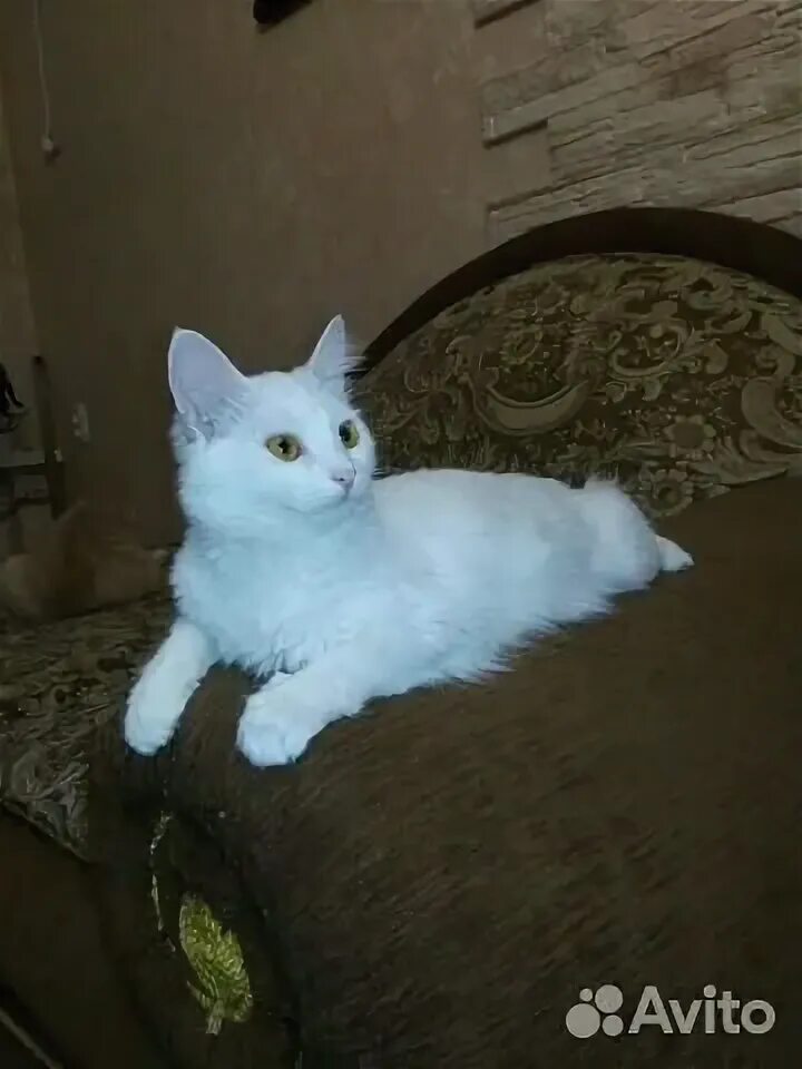 Авито волжский кошек. Волжск котята. Трехмастный кот. Кошка потеряшка. Кисятка.