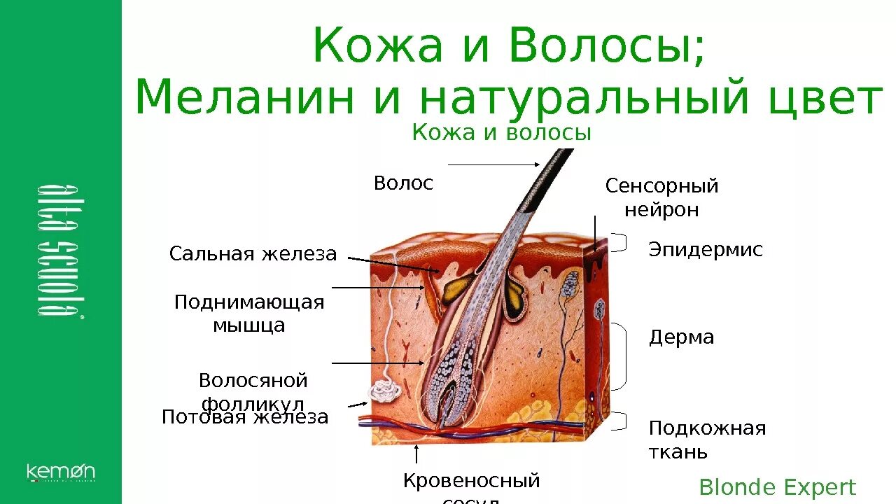 Где расположены сальные потовые железы корни волос. Потовые и сальные железы расположены в:. Строение сальной железы.