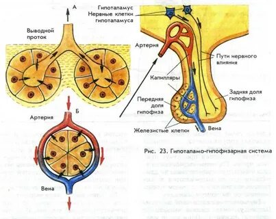 Ткань гипоталамус