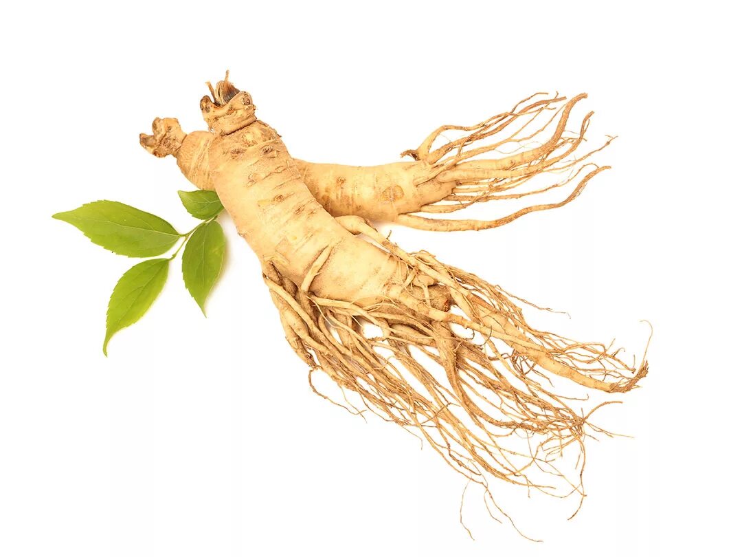 Panax Ginseng extract. Корень женьшеня. Panax Ginseng растение. Корень Шанданского женьшеня. Корень png