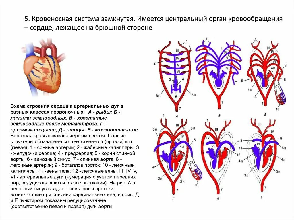 Кровеносная система позвоночных схема. Схемы кровеносных систем позвоночных животных. Эволюция кровеносной системы позвоночных животных схема. Схема строения кровеносной системы позвоночных рис 164. Особенности кровообращения млекопитающих