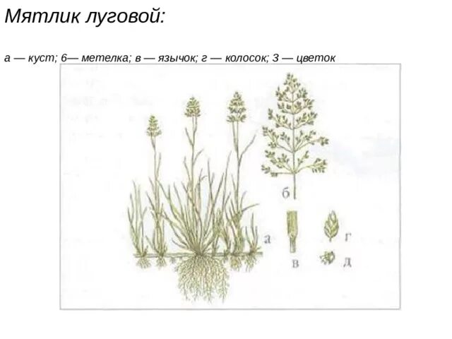 Как выглядит растение мятник / Фото #47 АНАТОМИЯ РАСТЕНИЙ SushkoMarina