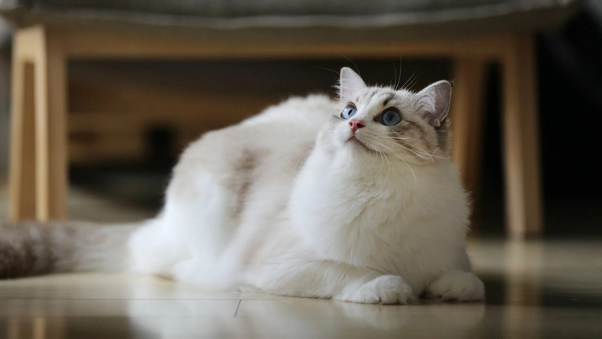 Красивая кошечка фото. Рэгдолл Манчкин. Красивые котики. Красивый кот. Красивые кошечки.