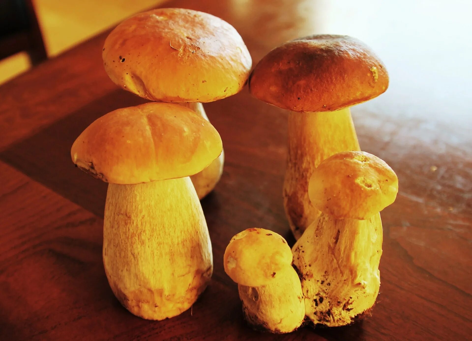 Boletus impolitus - Wikipedia
