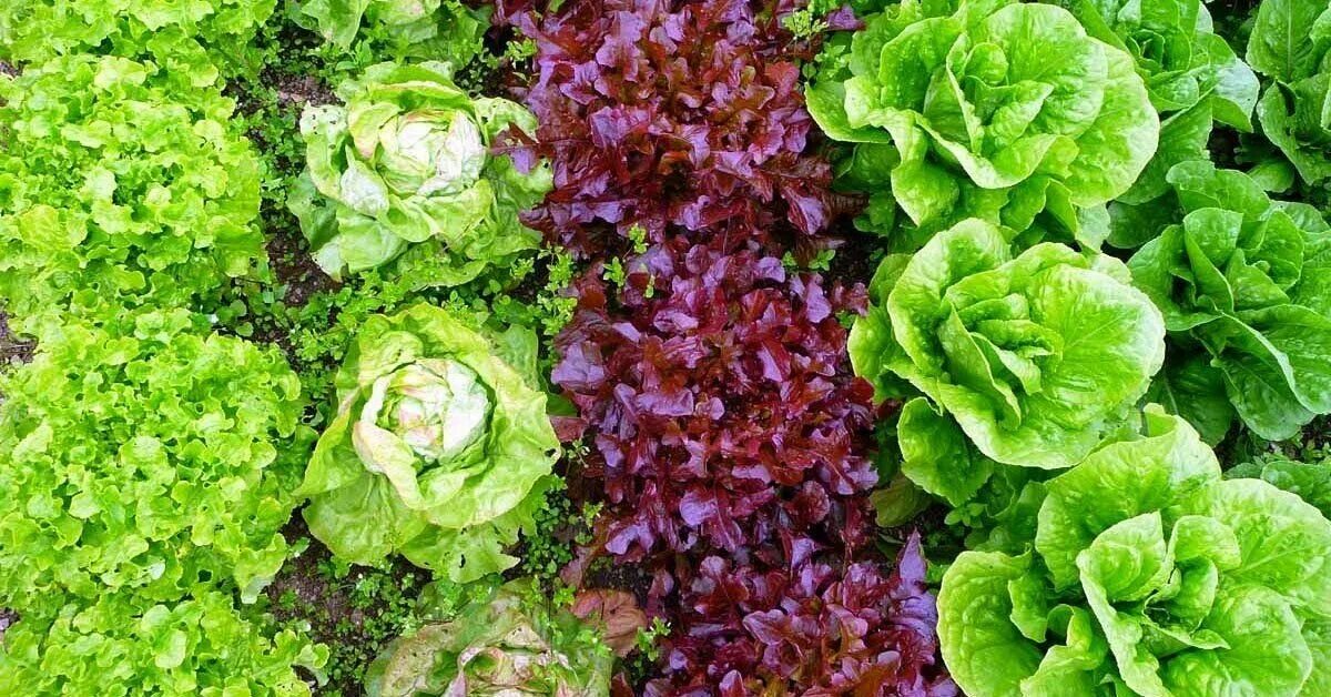 Какие салаты можно сажать. Латук огородный. Латук на грядке. Салат на грядке. Салат растение.