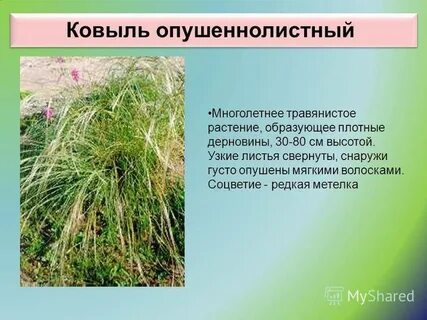 Ковыль предложение