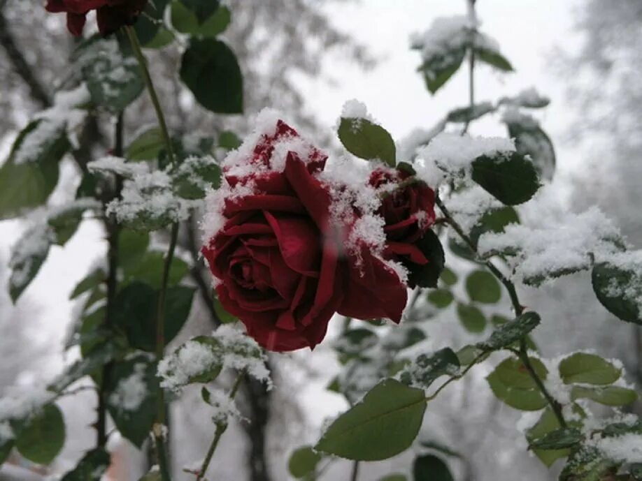 Последний день татьяны. Розы на снегу. Розы зимой. Бордовые розы на снегу.