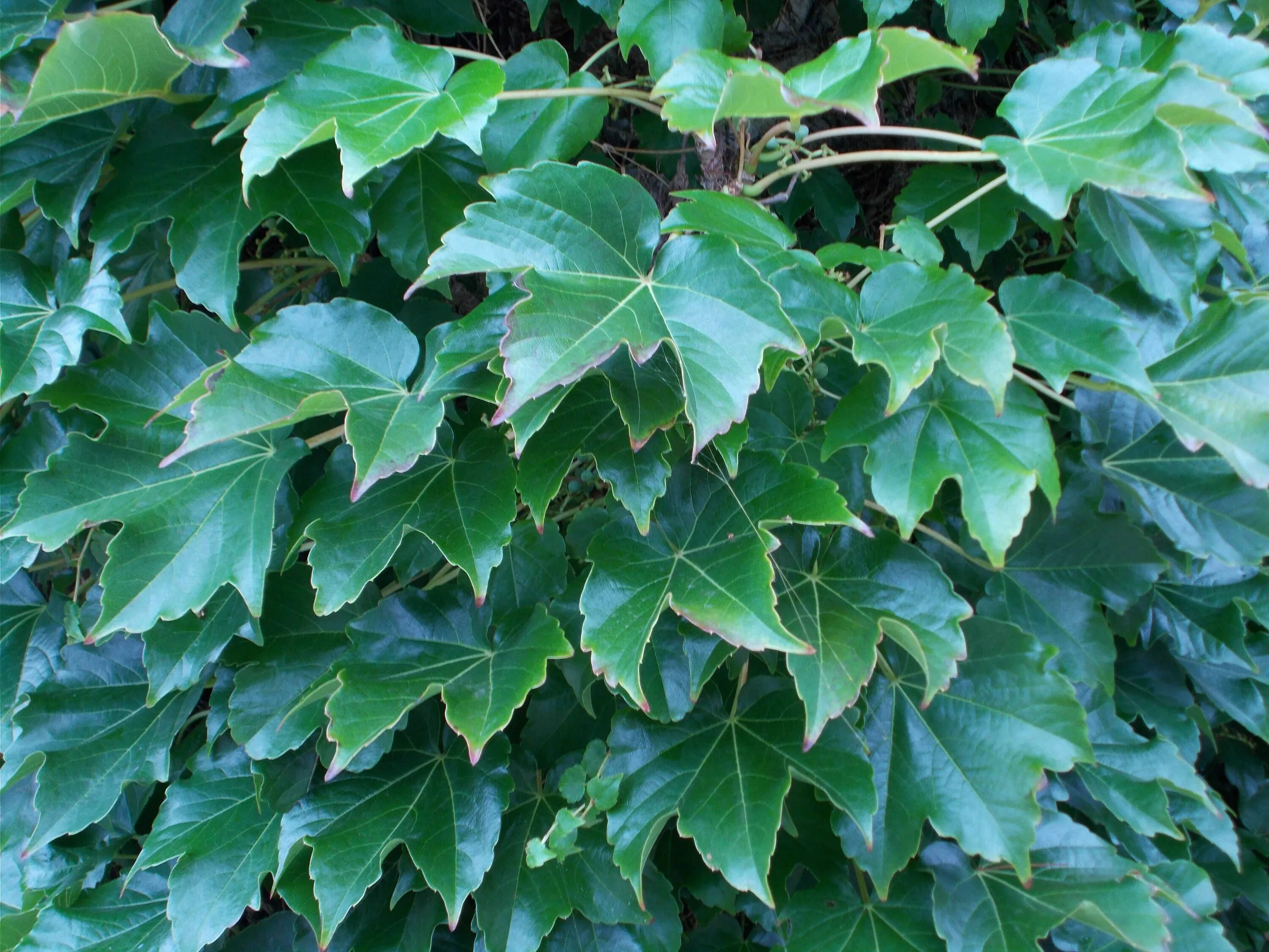 Plantas de exterior resistentes al frio y calor Ivy plants, Perennials, Plants