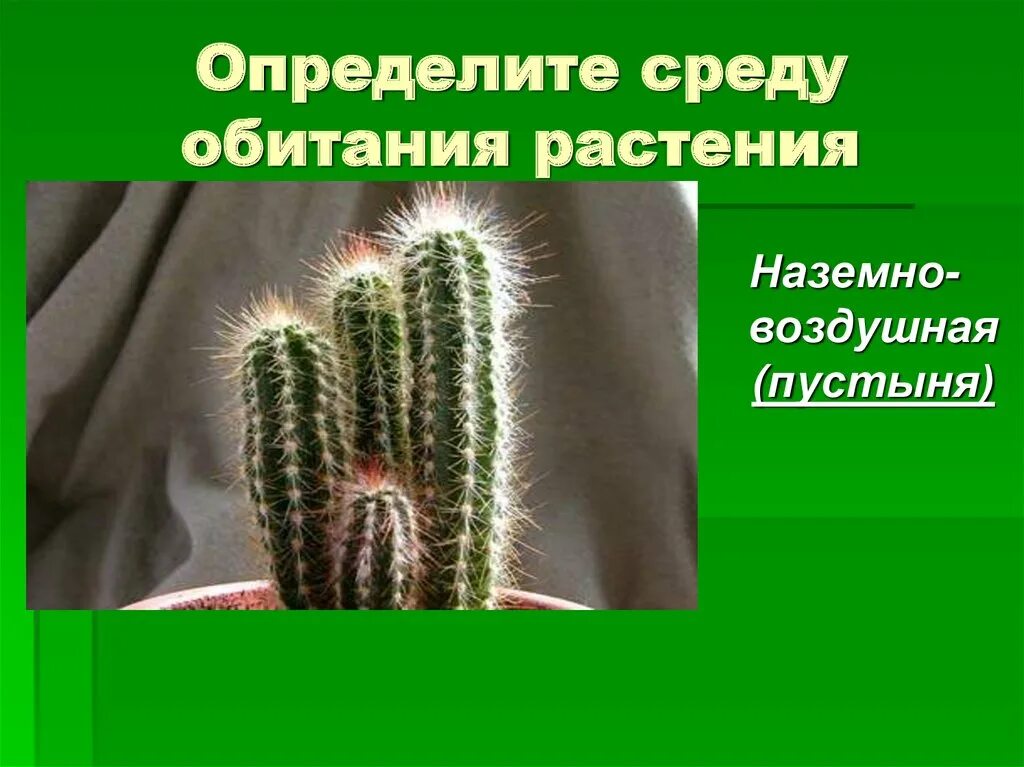 Среда обитания растений. Растения обитающие на воздушно наземной среде. Растения которые наземно воздушные растения. Наземно-воздушная среда обитатели растения.