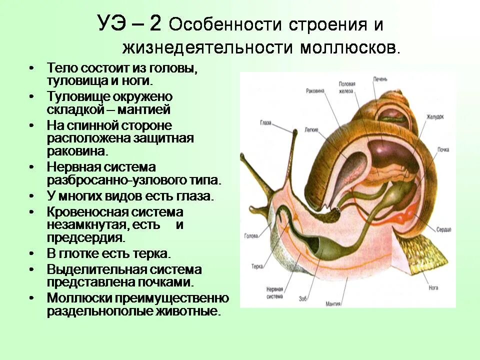 Моллюски строение и жизнедеятельность