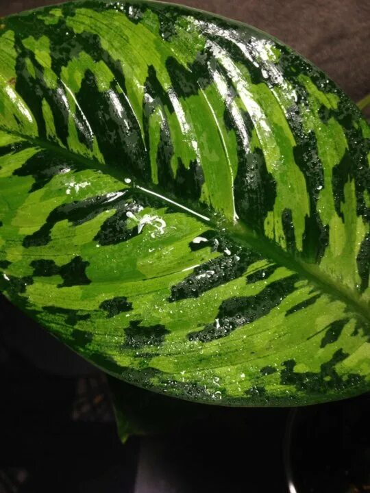 Хомаломена wallisii. Аглаонема тигрис. Диффенбахия хомаломена. Хомаломена камуфляж. Хомаломена камуфляж.