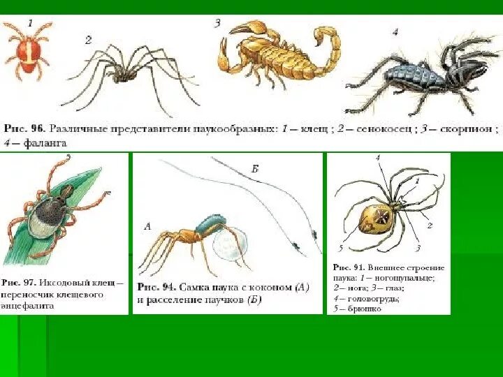 Установи соответствие между паукообразными и насекомыми. Цикл размножения членистоногих. Различные представители паукообразных. Представители членистоногих паукообразных. Членистоногие размножаются.