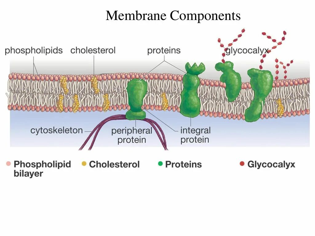 Cell membrane