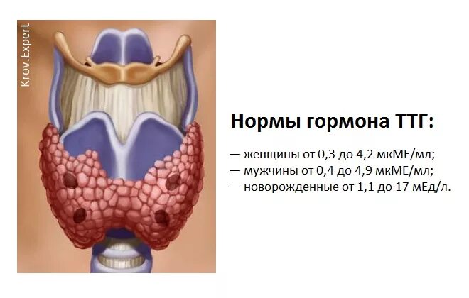 Повышенное ттг щитовидной. ТТГ щитовидной железы. Тиреотропин и щитовидная железа. Гормоны щитовидной железы тиреотропный гормон. Тиреотропный гормон (ТТГ).