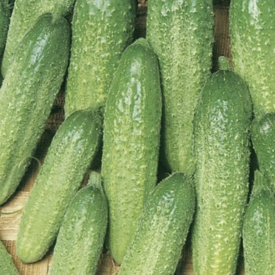 Либелла сорт огурцов фото Отзыв о Семена огурца Agroni "Либелле F 1" Замечательные вкусовые качества!