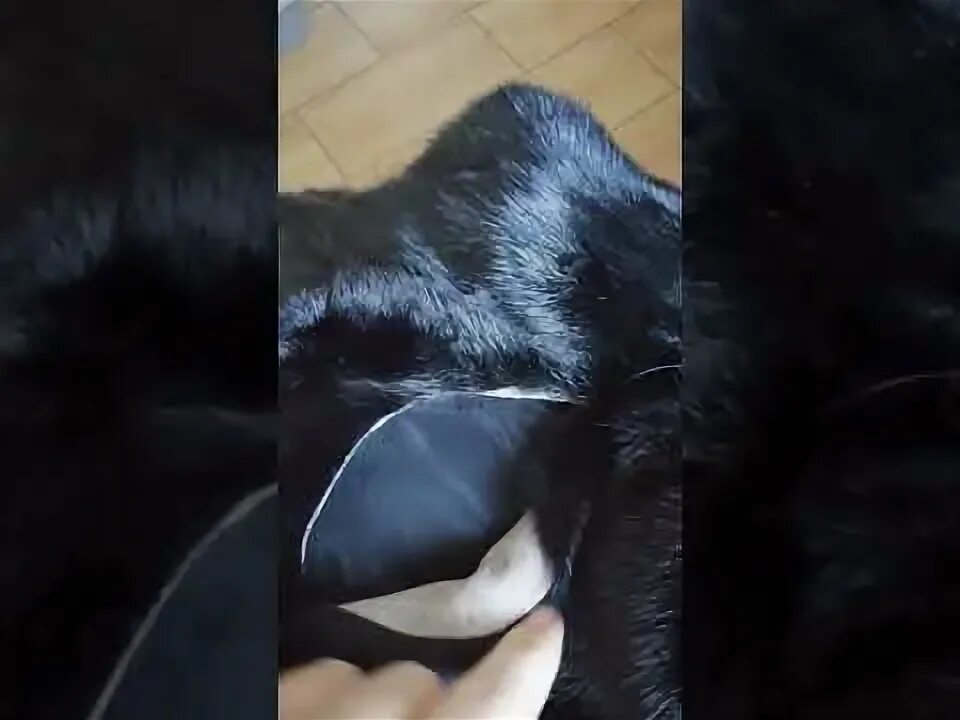 Шуба из пушнины. Рвется норковая шуба. Пушно меховые изделия. Рвется норковая шуба. Плохие швы на шубе.