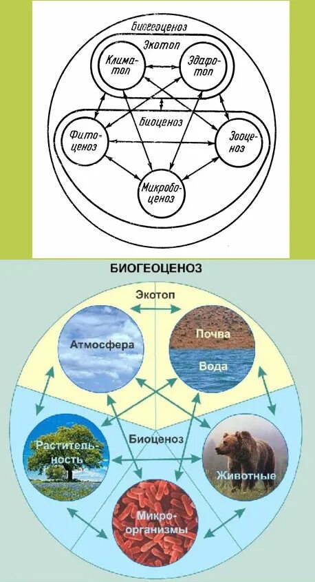 Экотоп и биоценоз. Структура биогеоценоза Экотоп. Экосистема Экотоп и биотоп. Сообщество экосистема биогеоценоз. Биогеоценоз основа