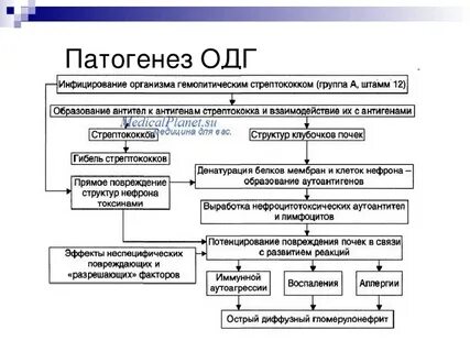 Гломерулонефрит патогенез