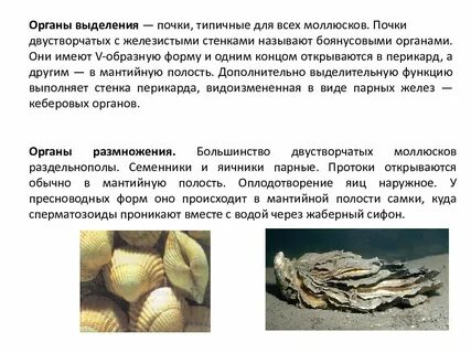 Особенности выделительной системы у моллюсков
