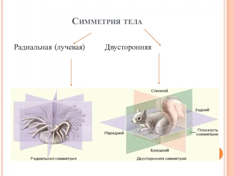 Типы симметрии биология 8 класс. Двусторонняя симметрия тела. Двухсторонняя симметрия тела у животных. Лучевая и билатеральная симметрия. Двусторонняя симметрия и лучевая симметрия.