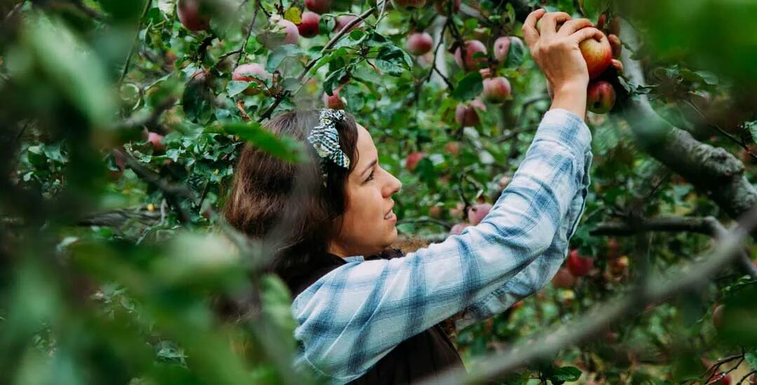 We are gathering apples in the garden