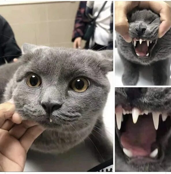 Кот с человеческими зубами мем Loki on Кошачьи фотографии, Смешные котята и Веселые животные