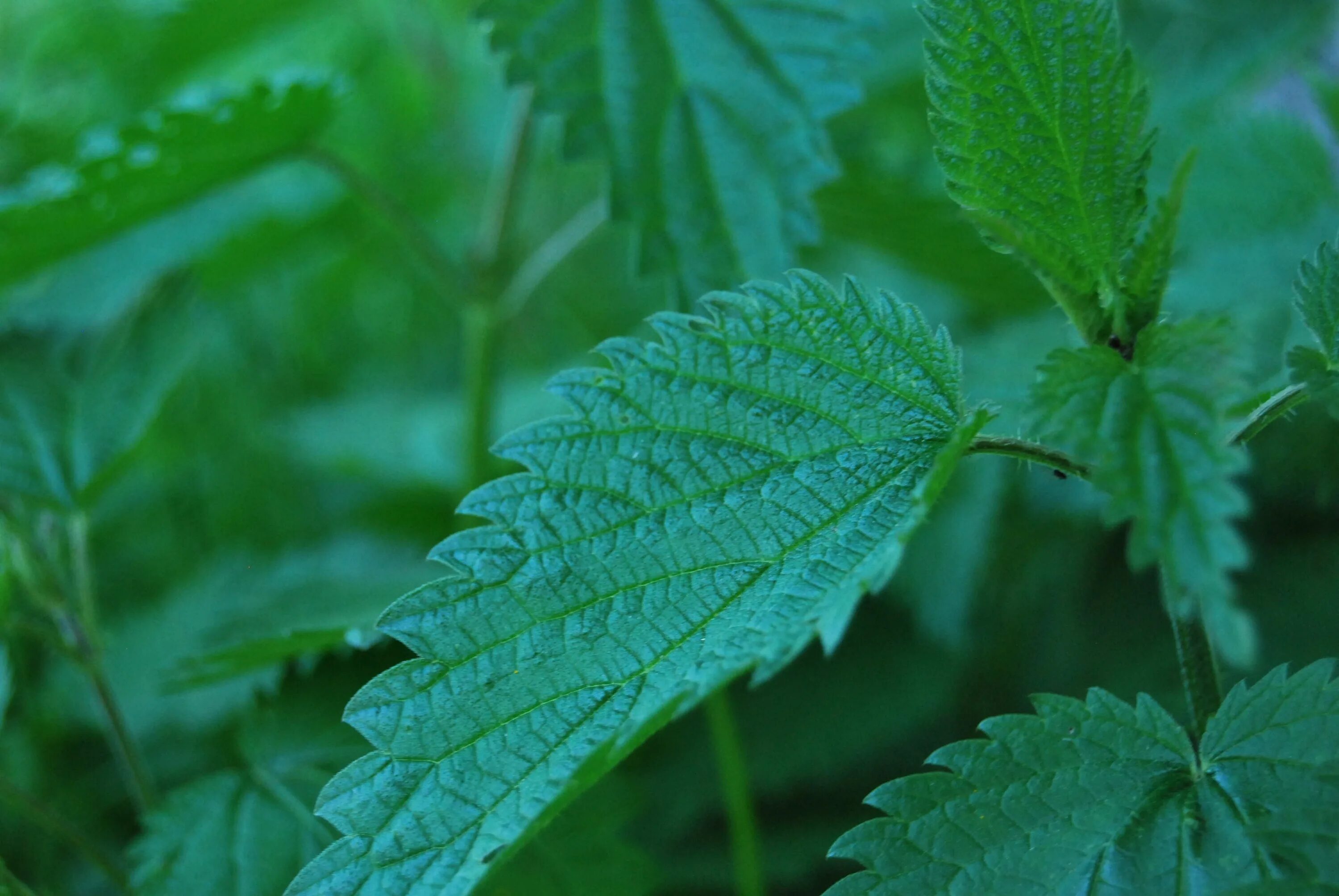 Листья крапивы двудомной. Крапива двудомная (Urtica dioica). Крапива Киевская (Urtica Kioviensis). Крапива Жалюка. Крапива колется