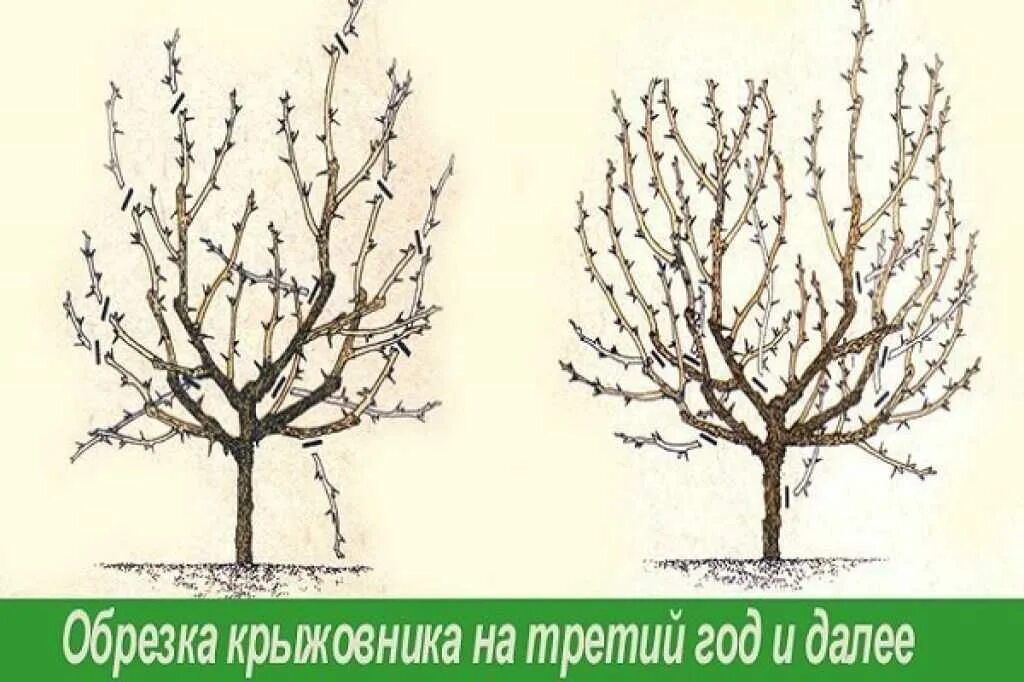 Обрезка крыжовника весной для начинающих в картинках. Схема обрезки крыжовника весной. Обрезанный куст крыжовника. Схема обрезки куста крыжовника. Обрезка крыжовника осенью схема.