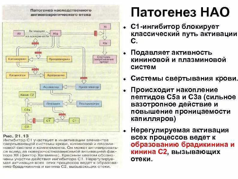 С1 комплемента. Ингибитор с1 эстеразы. Наследственный ангиоотек патогенез. C1 ингибитор системы комплемента. Ангионевротический отек патогенез.