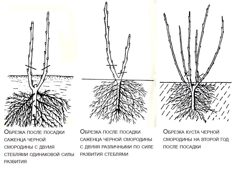 Когда лучше сажать смородину черную осенью