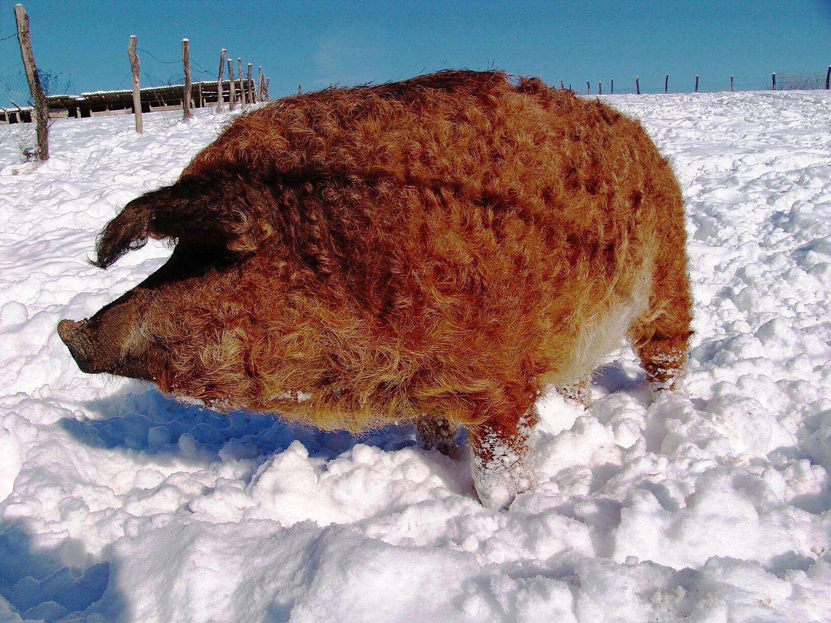 Свинки с шерстью. Венгерская пуховая мангалица. Свинки с шерстью. Пуховая мангалица. Венгерская пуховая мангалица.