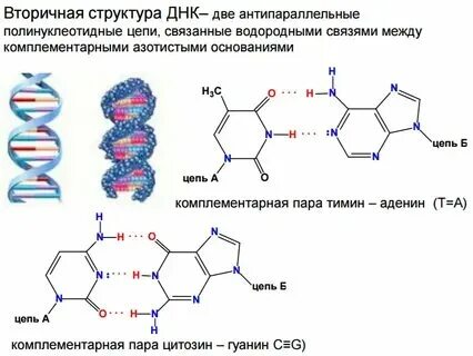 Человеческая днк состоит на 40 процентов