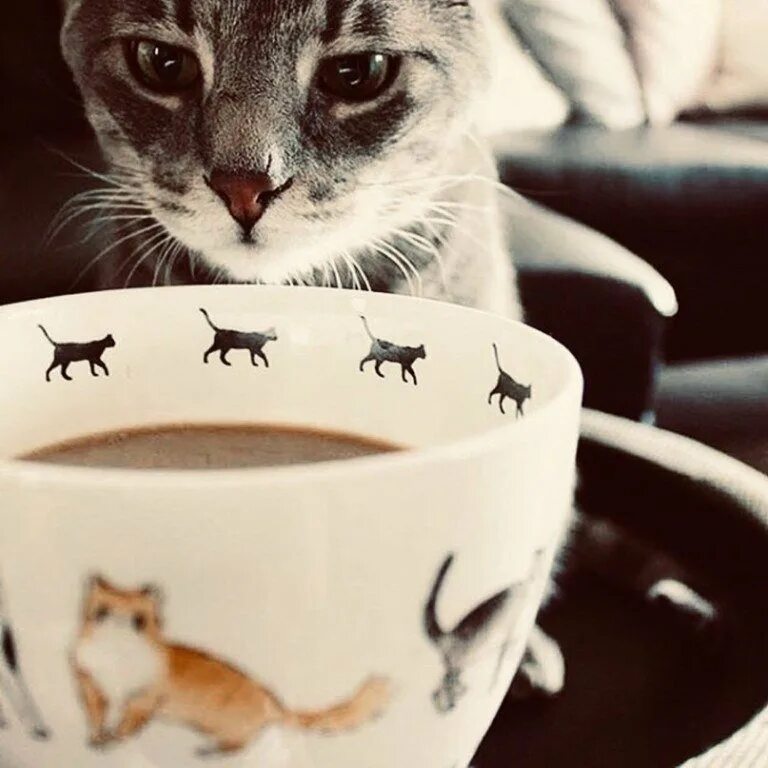 Доброе утро апрель кот. Кот и кофе. кот с чашкой кофе. доброе утро кот. утро кофе кот.
