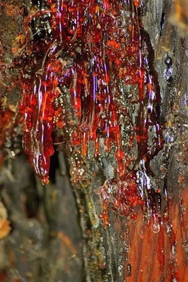 Сок лиственницы. Применение камеди лиственницы. Применение камеди лиственницы. Применение камеди лиственницы. Лиственничная камедь.