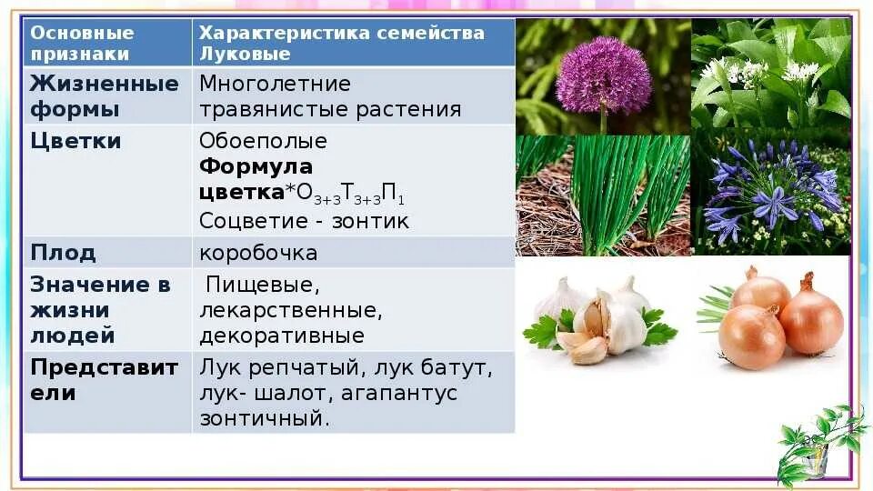 Распределите предложенные растения по группам. Семейство однодольных растений луковые. семейства класса однодольные луковые. таблица луковые однодольные растения. семейство луковые общая характеристика таблица.