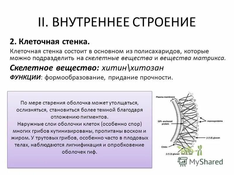 что содержит клеточная стенка придающее прочность. муреин клеточная стенка. хитин содержится в. строение вторичной клеточной стенки. придают прочность клеточным стенкам.