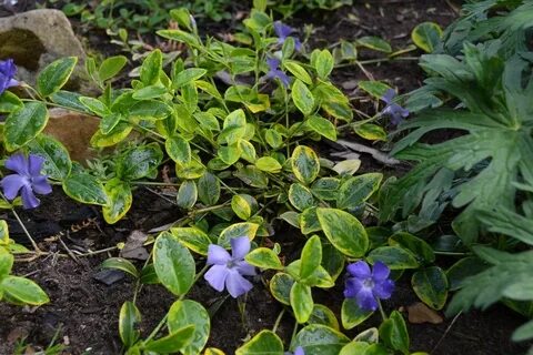 Vinca blue