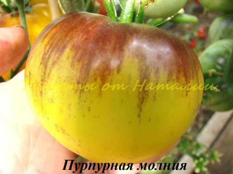 Пурпура риц. Ирис перпл пурпурный. Пурпура риц. Томат черри фиолетовый. Ирис карликовый ритц.