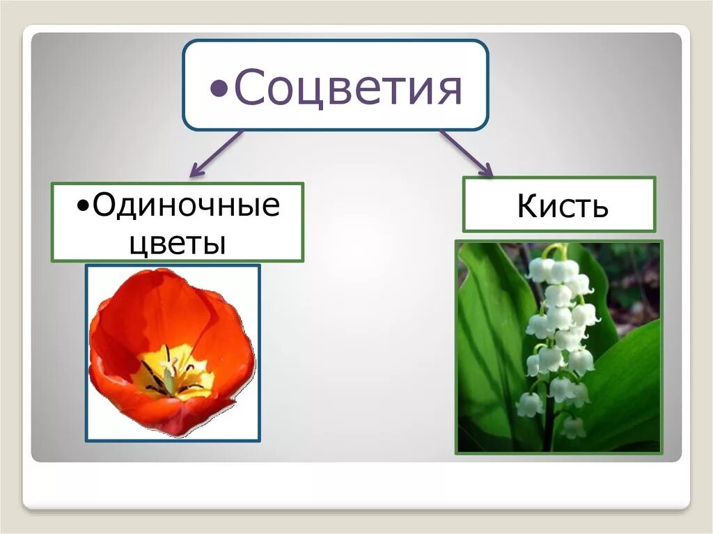 Семейство лилейные плод коробочка. Соцветие цветка семейства лилейные. Строение соцветия лилейных. Семейство лилейные соцветие. Семейство лилейные соцветие.
