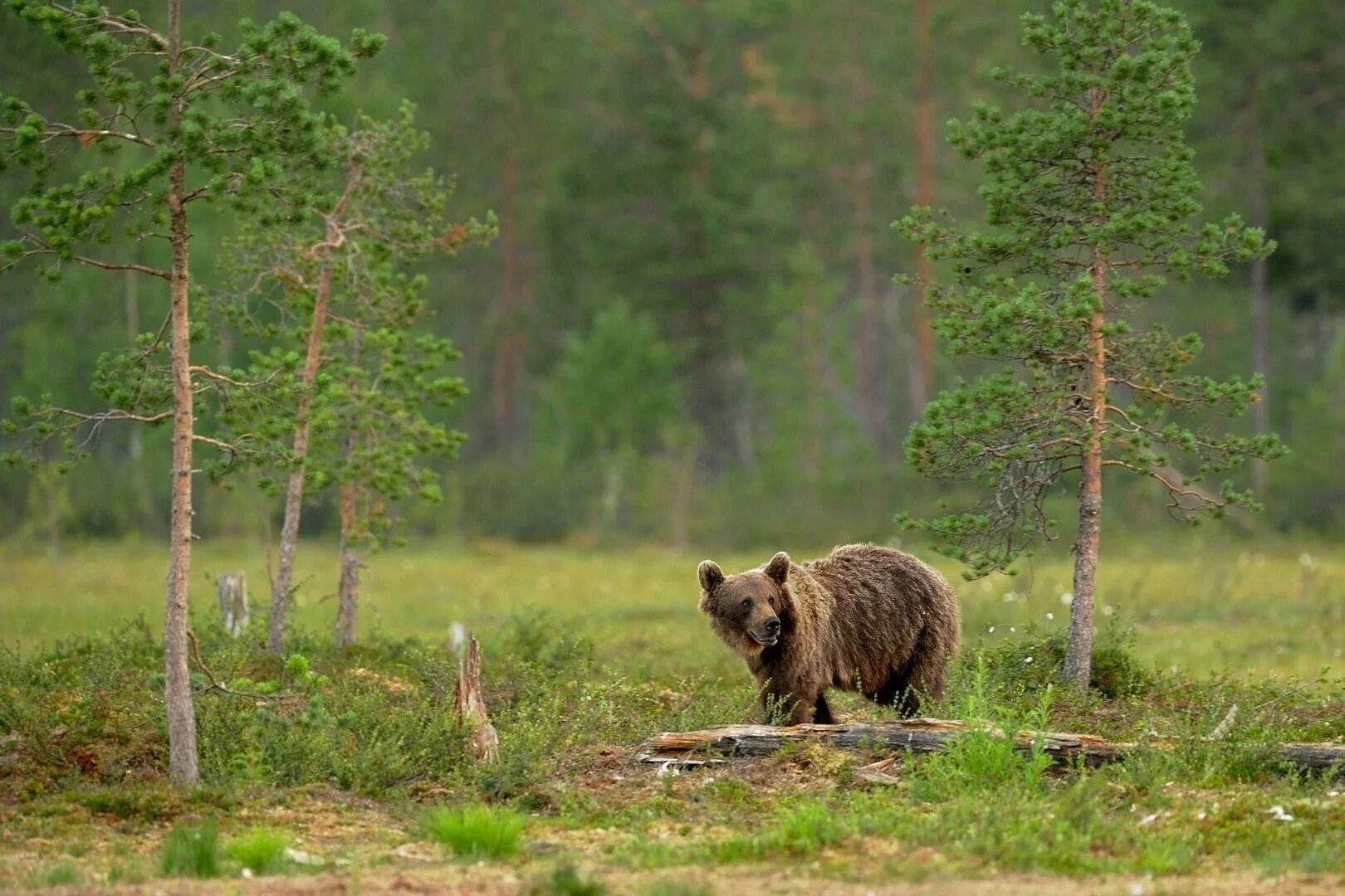 Бурый медведь в тайге. Бурый медведь светлохвойный Тайга. Бурый медведь в тайге России. Медведь в тайге.