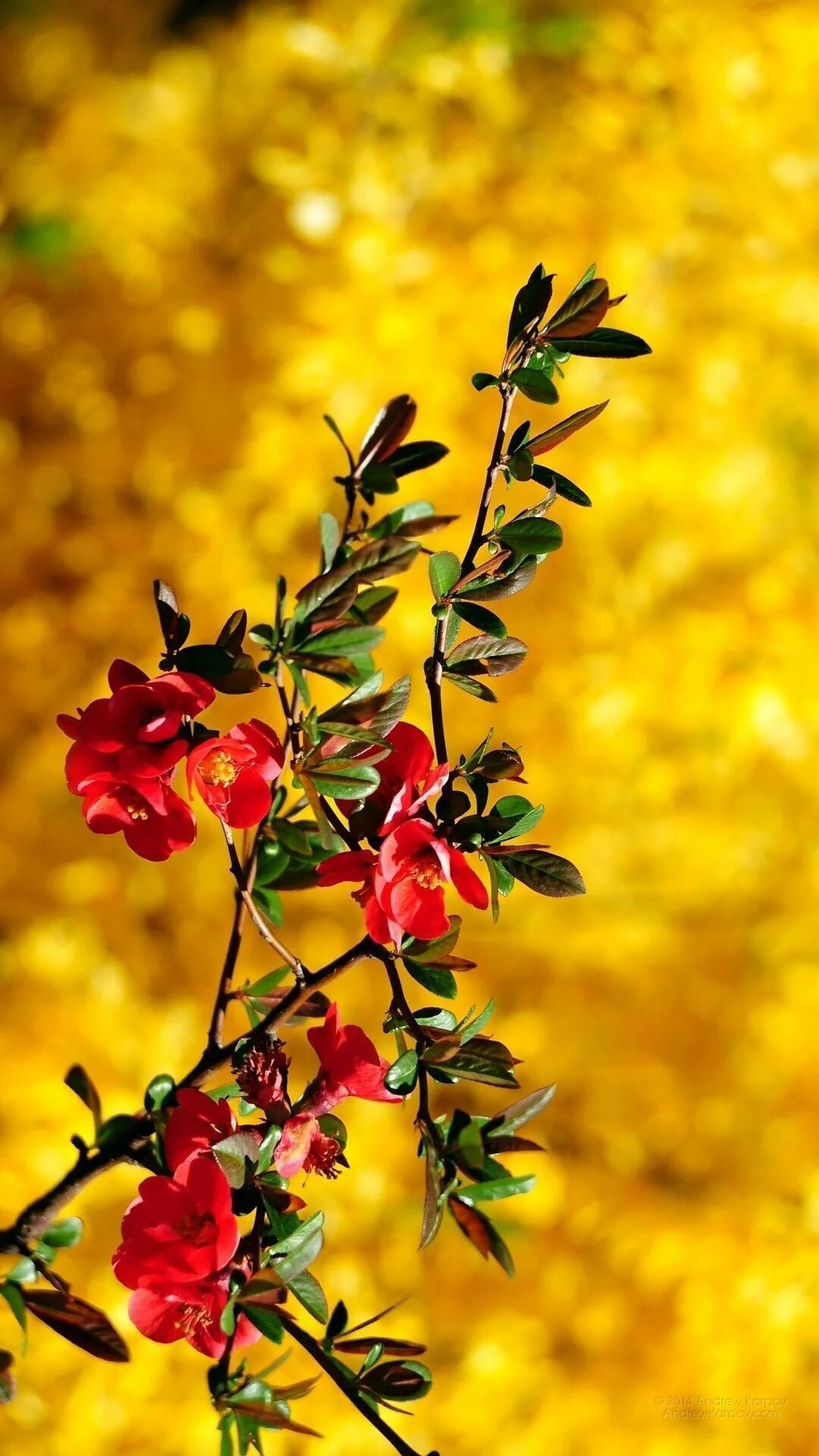 Заставка вертикальная на телефон хорошее качество. Осенние цветы. Красивые обои на телефон. Природа цветы. Фотообои для телефона вертикальные.