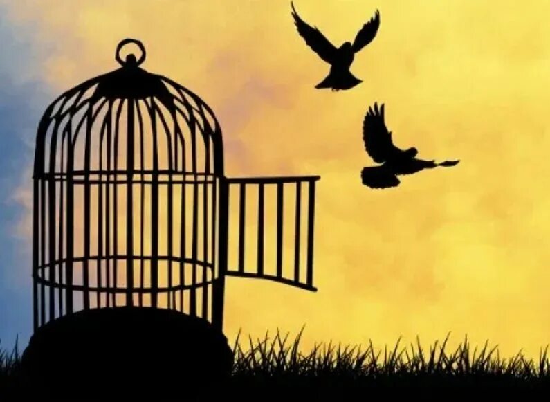 Я на волю как из клетки. Птица из клетки. Вырваться из клетки. Птица свободы. Выпустить птицу из клетки.