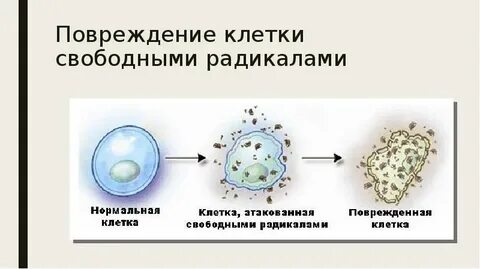 Повреждение клеток свободными радикалами