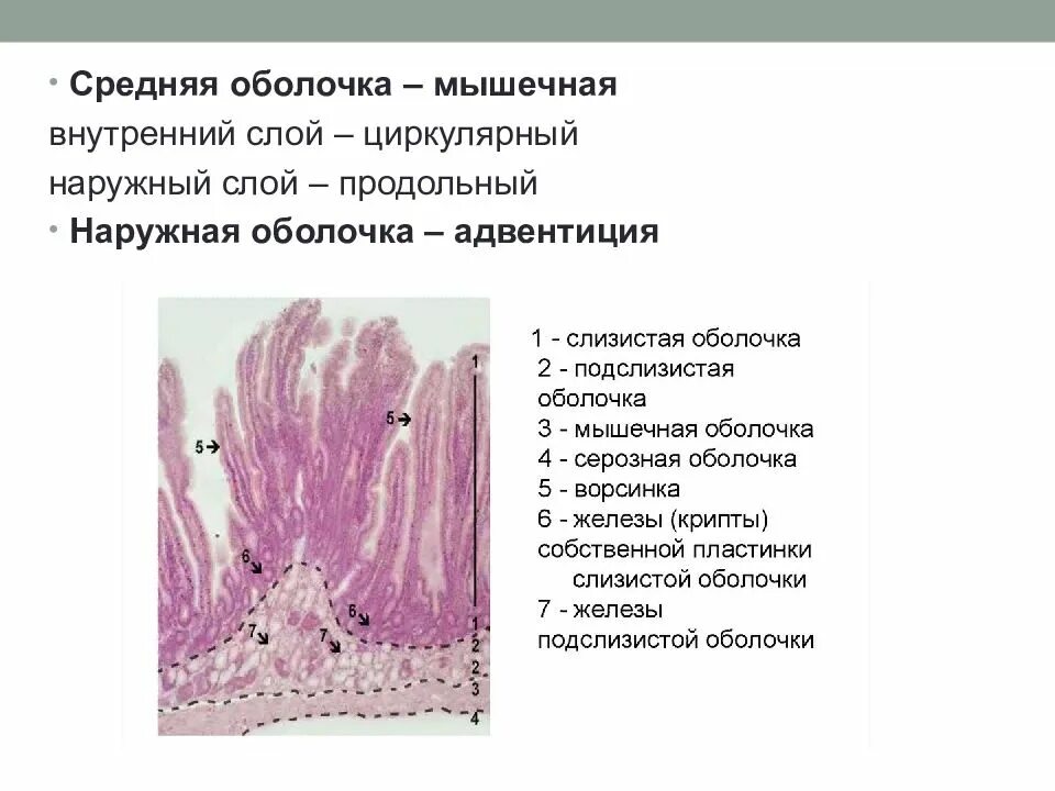 Серозная и слизистая оболочка. Средняя мышечная оболочка. Продольный слой мышечной оболочки. Наружный слой мышечной оболочки. Циркулярный слой мышечной оболочки.